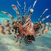 Zebra Turkeyfish