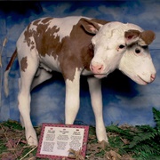 Ripley's Believe It or Not! Museum