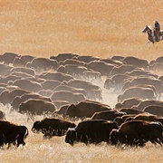 September, Buffalo Roundup, Custer State Park, SD