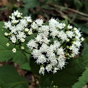 White Snakeroot