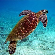 Funafuti Marine Conservation Area