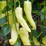 Banana Pepper
