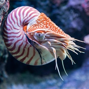Chambered Nautilus