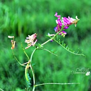 Vetch