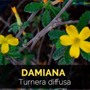 Damiana