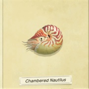 Chambered Nautilus
