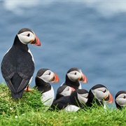 Spot Puffins in the Faroes