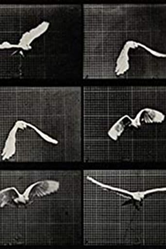 Cockatoo Flying (1887)