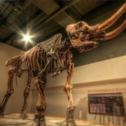 Cohoes Mastodon