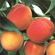 Belle of Georgia Peach