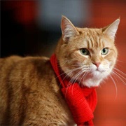 Bob the Cat (A Street Cat Named Bob)