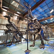 Museum of Natural Sciences