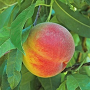 Flavorcrest Peach