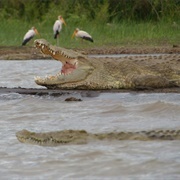 Lake Chamo, Ethiopia