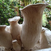 Funciu Di Basilicu (Pleurotus Nebrodensis)