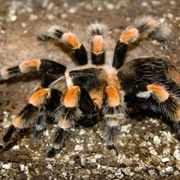 Red Kneed Bird Spider