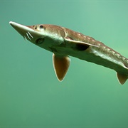 Lake Sturgeon