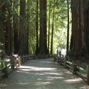 Big Basin State Park