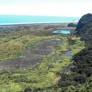 Gibbons Track Walk, Waitakeres