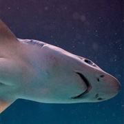 Smooth Dogfish Shark