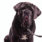 Fang (Harry Potter and the Philosopher's Stone)