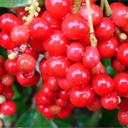 Schizandra Berries
