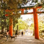 Nara Park (Japan)