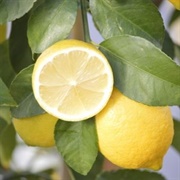 Eureka Lemon