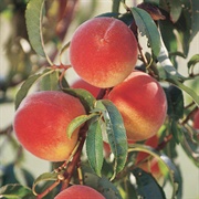 Fantastic Elberta Peach