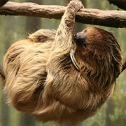 Linnaeus&#39;s Two-Toed Sloth