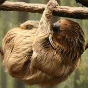 Linnaeus's Two-Toed Sloth