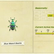 Blue Weevil Beetle