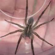 Wolf Spider