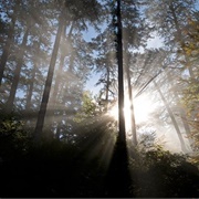 Crna Poda Natural Reserve, Montenegro