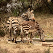 Mountain Zebra National Park