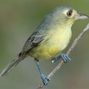 Cuban Vireo