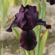 Black Iris