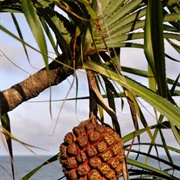 Fragrant Screw-Pine (Pandanus Odorifer)