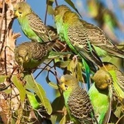 Wild Budgerigars