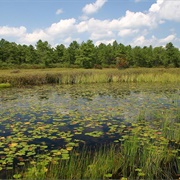 Pinelands National Reserve