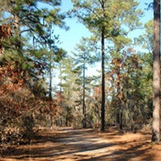 Manchester State Forest