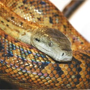 Jamaican Boa