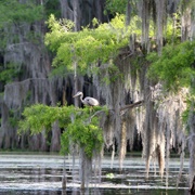 Atchafalaya Basin, Louisiana