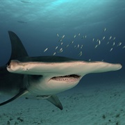 Great Hammerhead Shark