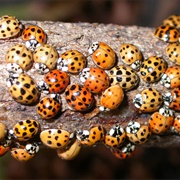 Asian Lady Beetle