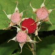 Thimbleberry