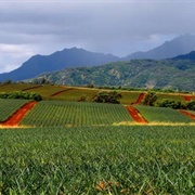 Hawaii's Pineapple Fields