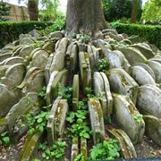 Hardy Tree St Pancras
