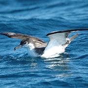 Poor Knights Islands