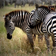 Grumaldi Hills, Tanzania